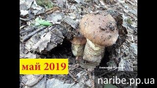
    Где и когда собирать грибы весной подберезовики бабки в Украине под Киевом май 2019
  